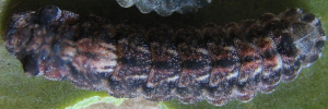 Ogyris iphis iphis - Final Larvae